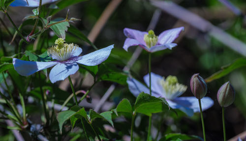 Close-up of purple flowering plants