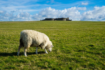 Sheep standing on field