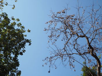 Low angle view of tree against blue sky