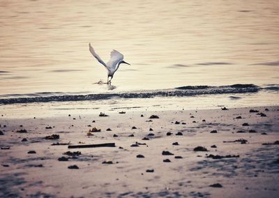 View of seagull on beach