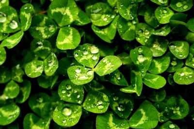 Full frame of water drops on leaves