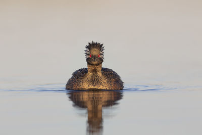 Close-up of a duck in a lake