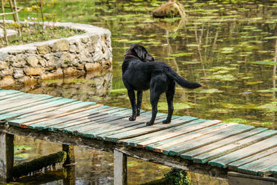 Black dog standing on wood against lake