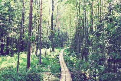 Scenic view of trees in forest