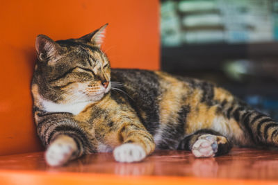 Close-up of a cat sleeping