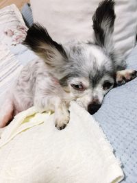 Close-up of a dog lying down on bed