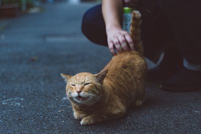Cat on street in city
