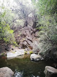 Stream flowing through rocks in forest