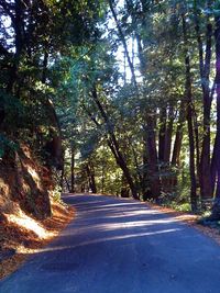 Road passing through forest