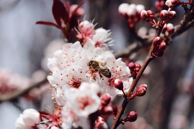 Close-up of insect pollinating on flower