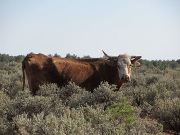 Cows on field against clear sky