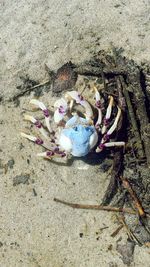 High angle view of crab on sand