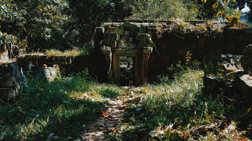 Plants growing in old abandoned building