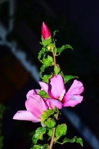 Close-up of pink flowers