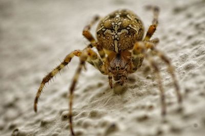 Close-up of spider