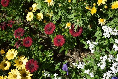 Flowers blooming outdoors