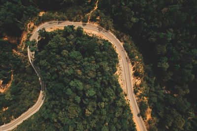 High angle view of road amidst trees