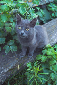 Portrait of cat by plant