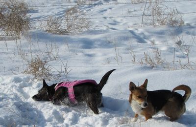 Dog standing on snow covered field