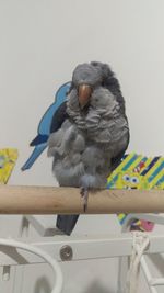 Close-up of bird perching on wooden railing