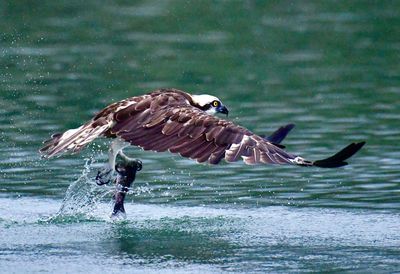 Bird flying over sea