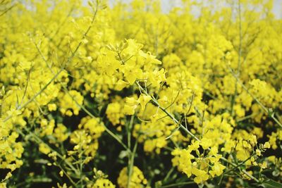 Yellow flowers on field