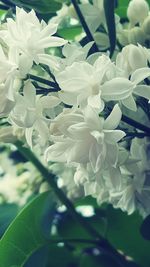 Close-up of flowers