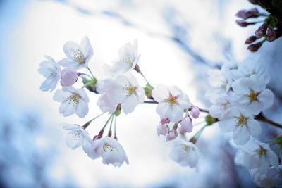 Low angle view of fresh flowers against sky