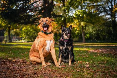 Two dogs sitting in the park