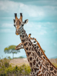 Close-up of giraffes against sky