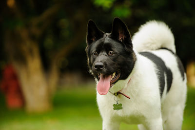 Close-up of japanese akita standing outdoors