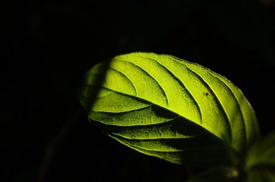 Close-up of green leaves over black background