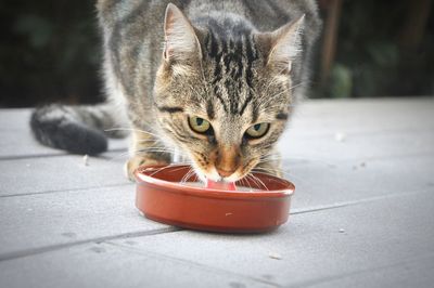 Close-up of cat drinking milk from container on floor 