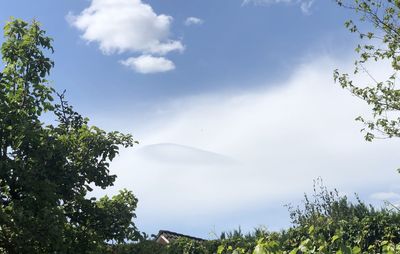 Low angle view of trees against sky