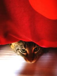 Close-up portrait of cat