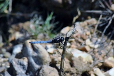 Close-up of damselfly on leaf