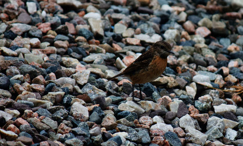 High angle view of bird on rock