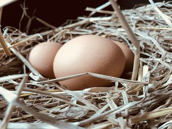 Close-up of eggs in nest