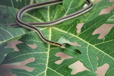 Close-up of insect on leaves