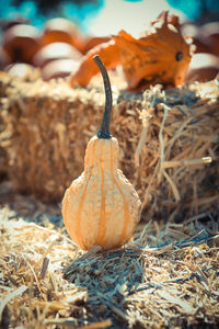 Close-up of dried pumpkins on field