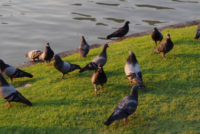 High angle view of birds on field