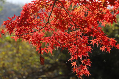Close-up of red maple leaves on tree