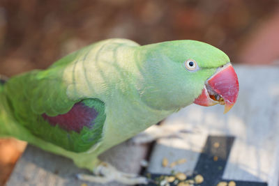 Close-up of parrot