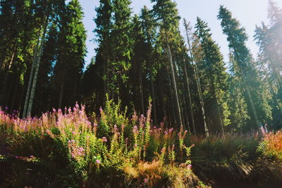 Trees growing in forest