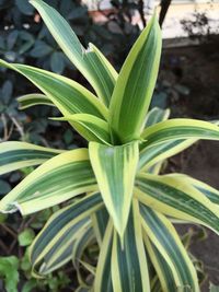 Close-up of plant