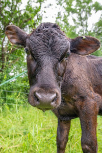 Portrait of a horse on field