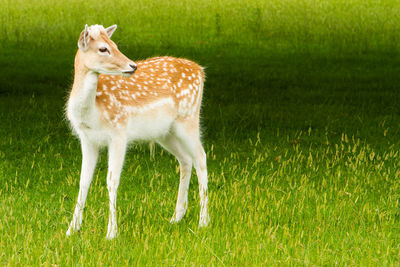 Dog on grassy field