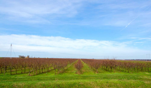 Scenic view of agricultural field against sky