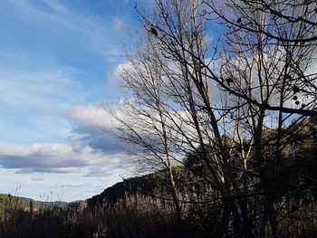 Low angle view of bare trees against sky