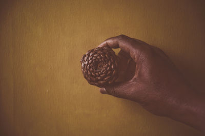 Close-up of hand holding pine cone